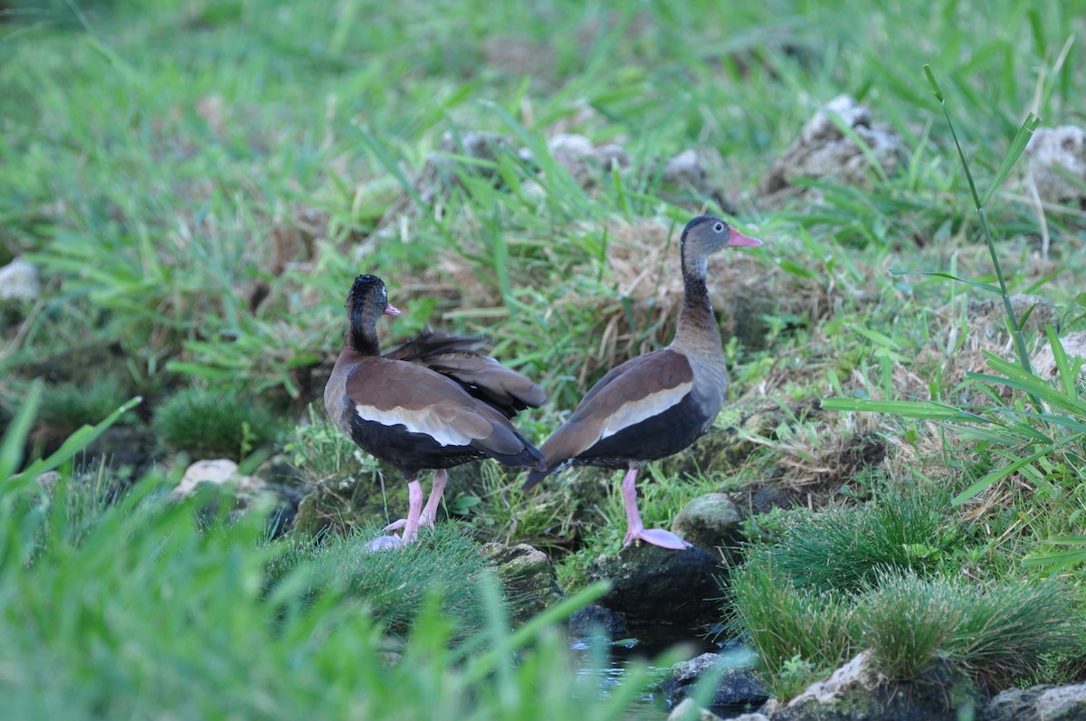 Black-bellied Whistling-Duck - ML647324480