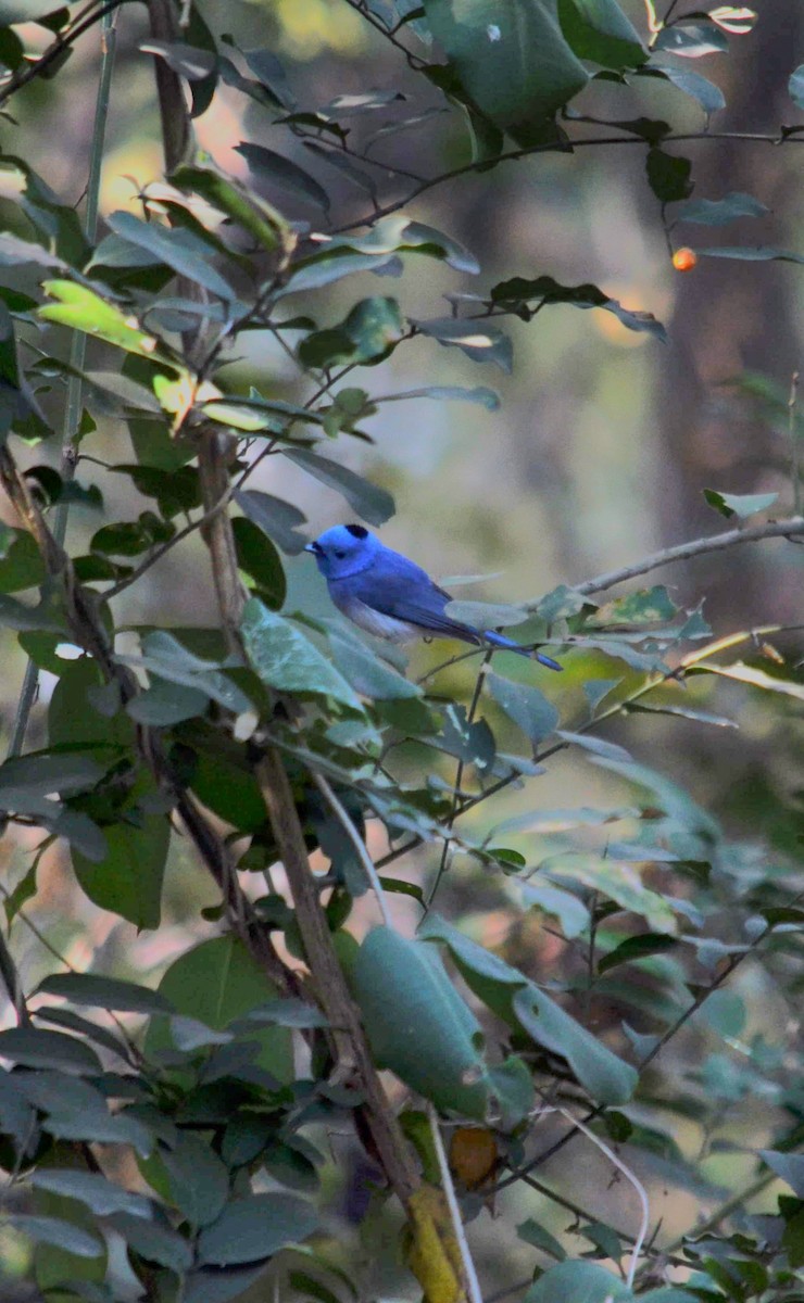 Black-naped Monarch - ML647324491
