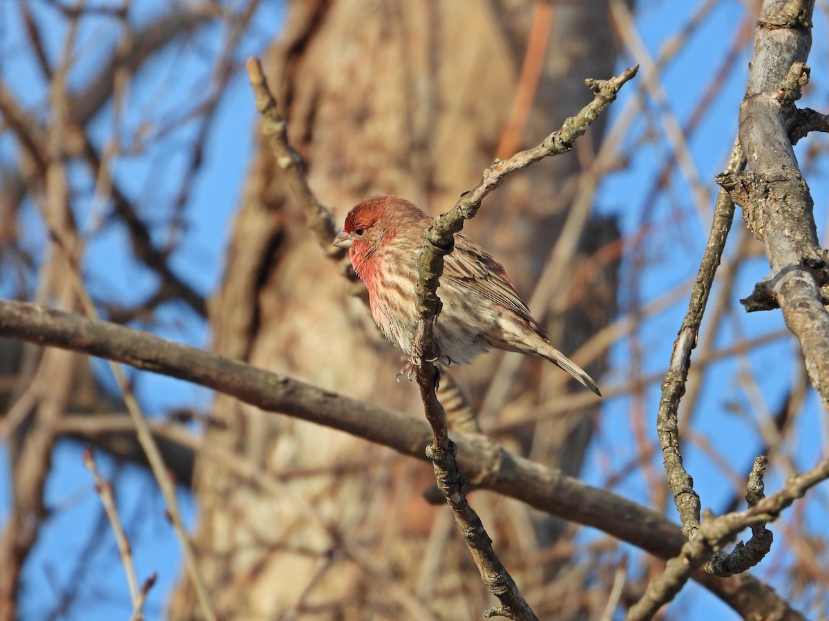 House Finch - ML647324492