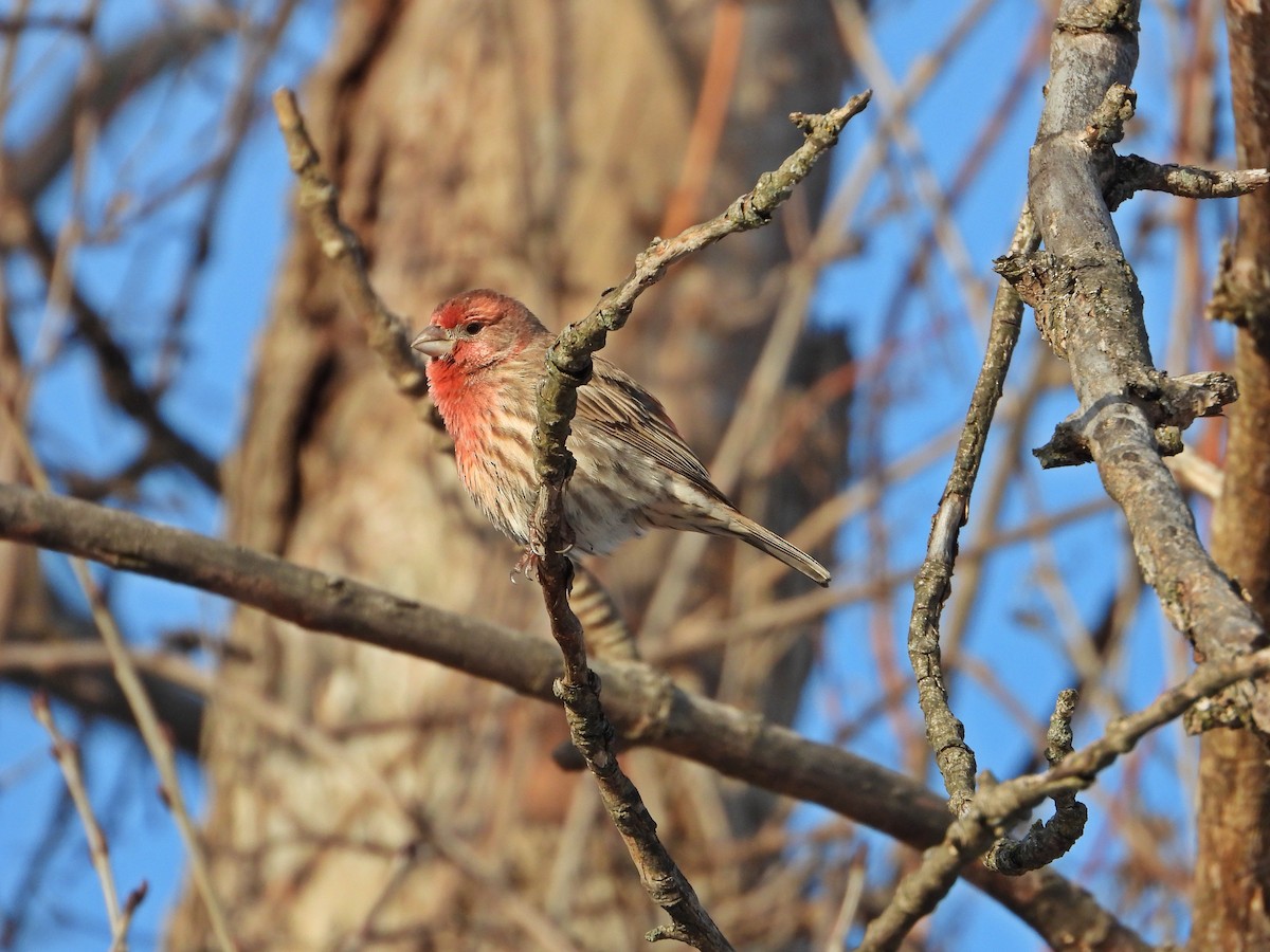 House Finch - ML647324493