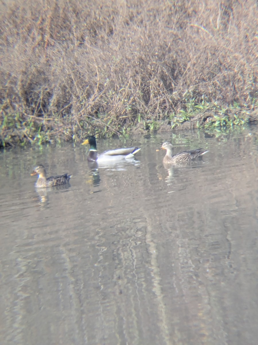 Mallard - ML647324495