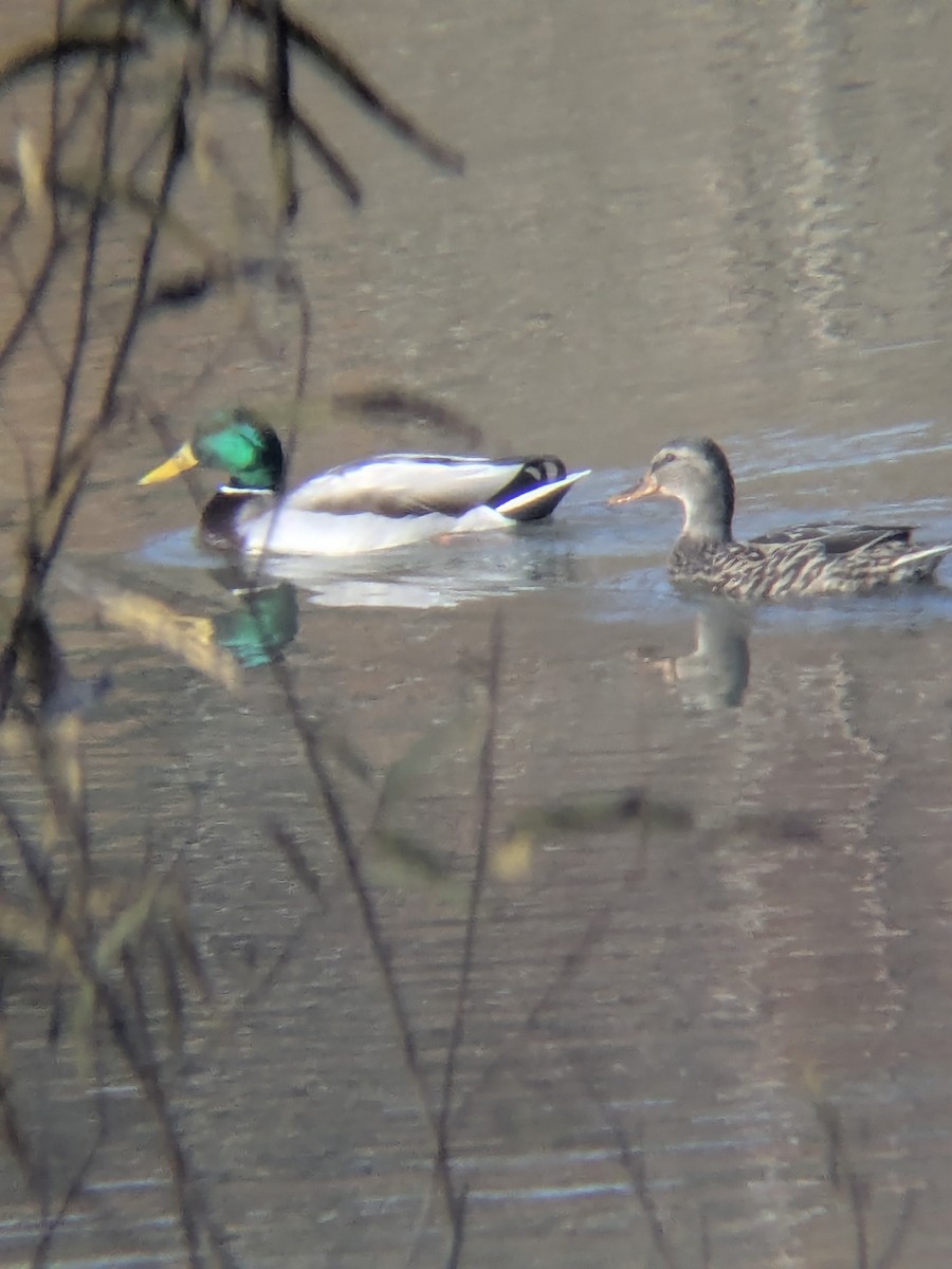 Mallard - ML647324496