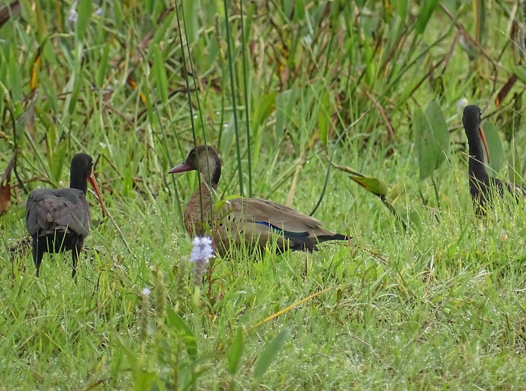 Bare-faced Ibis - ML647324500