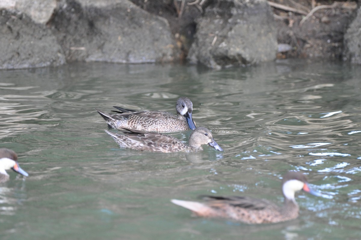 ミカヅキシマアジ - ML647324502