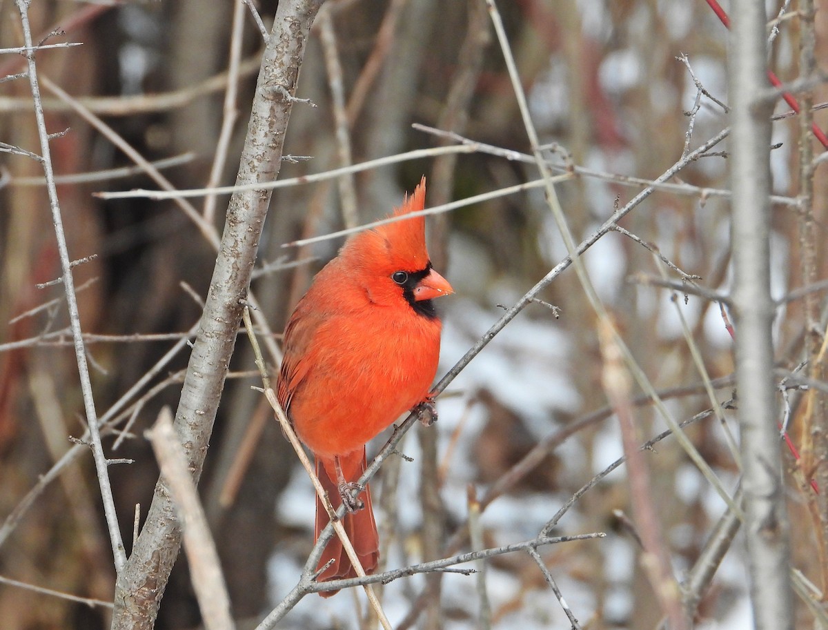 Northern Cardinal - ML647324521