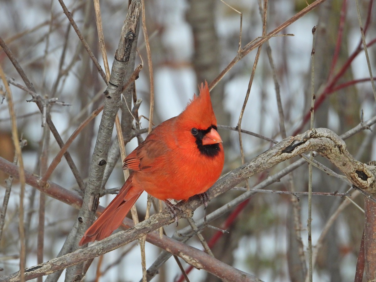 Northern Cardinal - ML647324522
