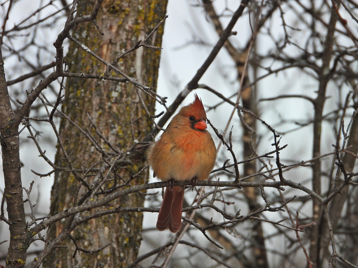 Northern Cardinal - ML647324523