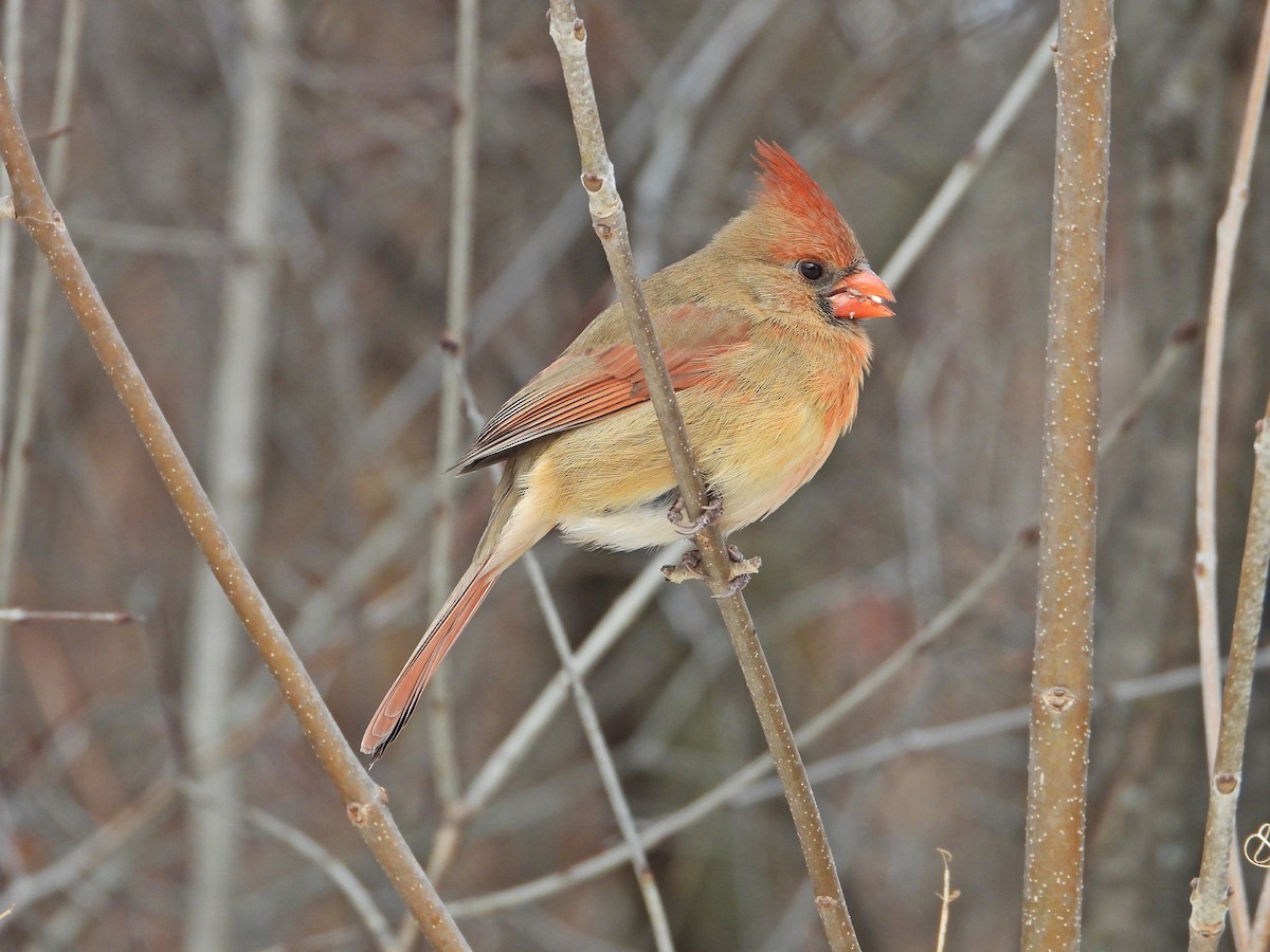 Northern Cardinal - ML647324524