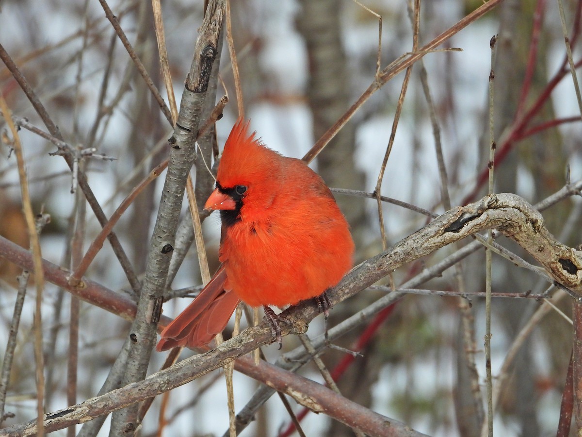 Northern Cardinal - ML647324525