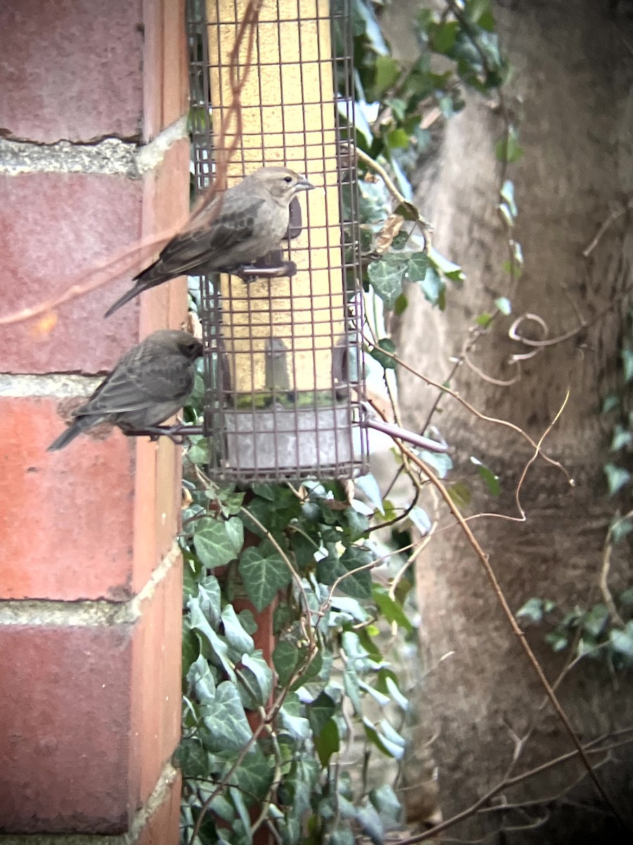 Brown-headed Cowbird - ML647324532