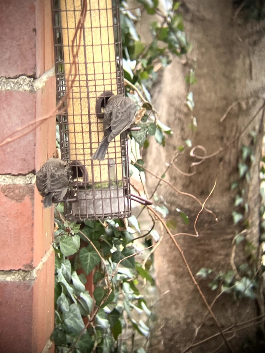 Brown-headed Cowbird - ML647324533