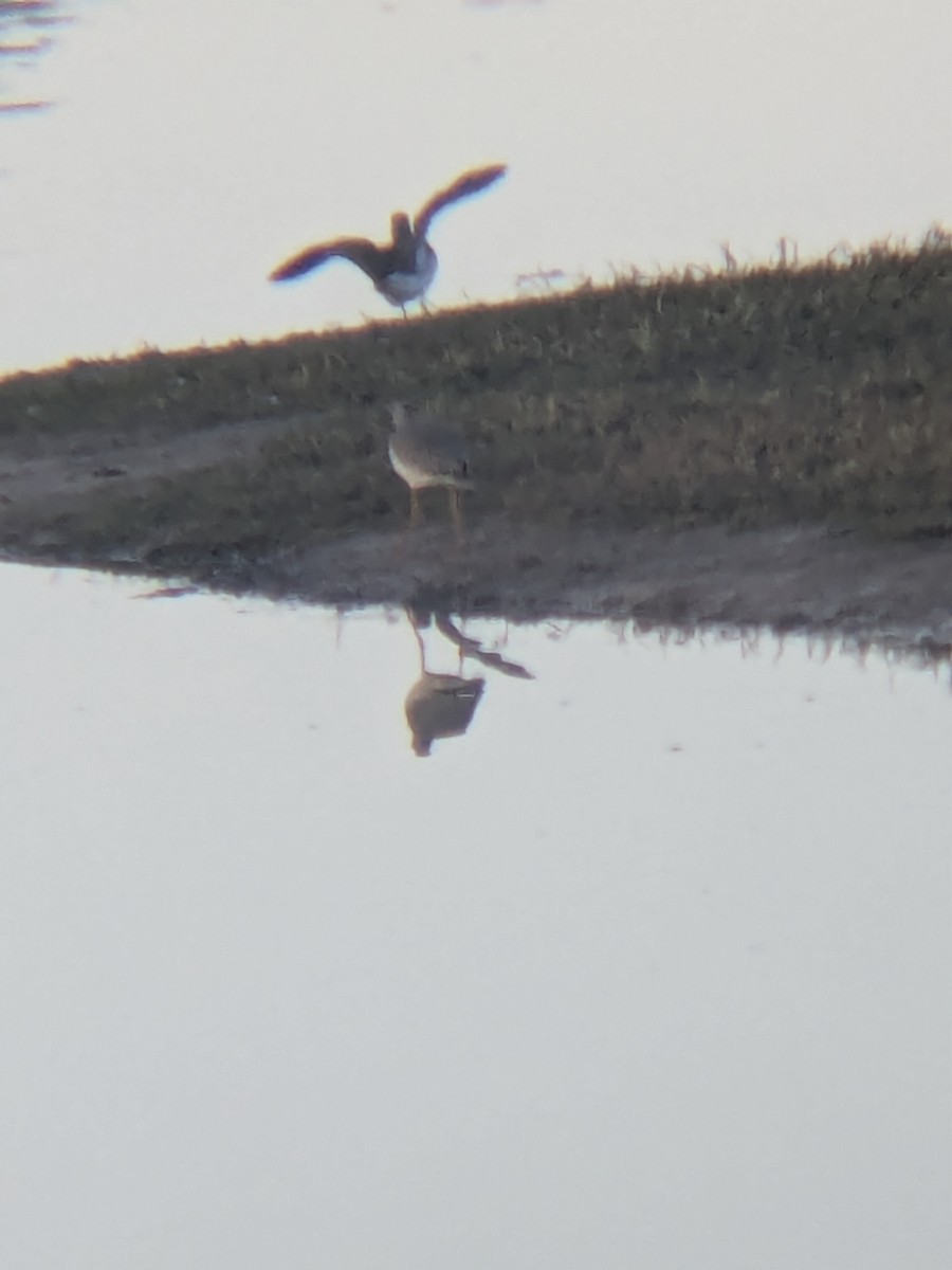 Greater Yellowlegs - ML647324538