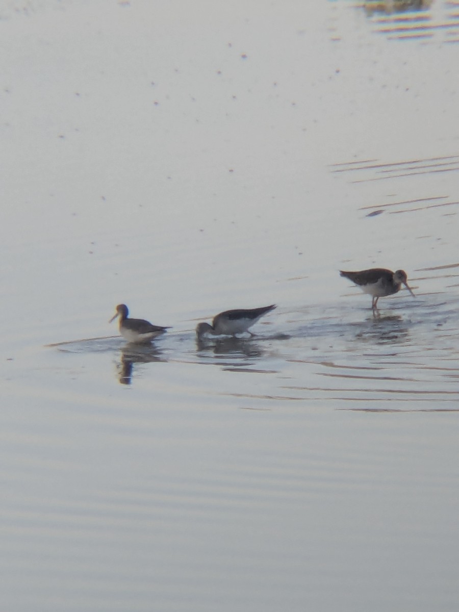 Greater Yellowlegs - ML647324539
