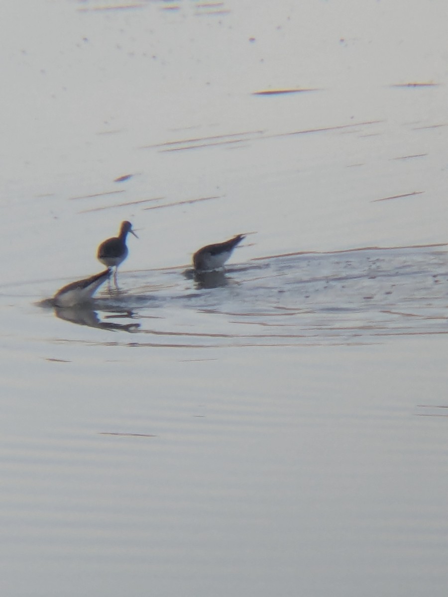 Greater Yellowlegs - ML647324540