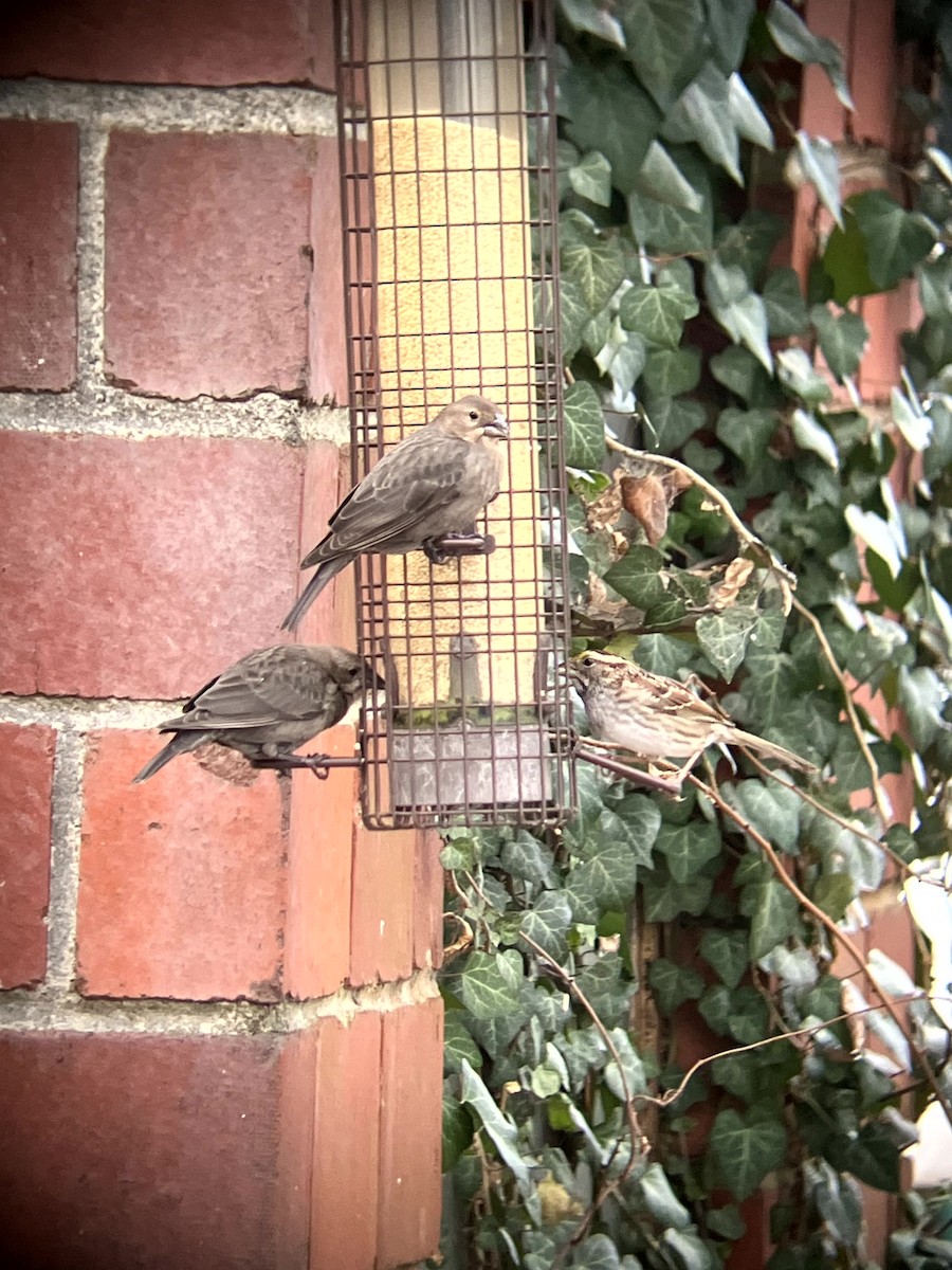 Brown-headed Cowbird - ML647324541