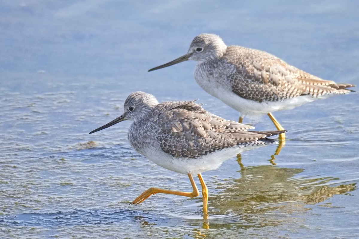 Greater Yellowlegs - ML647324547