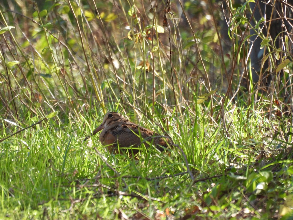 American Woodcock - ML647324548