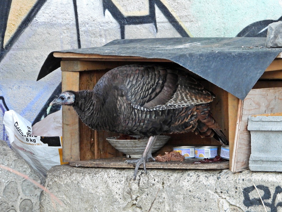 Wild Turkey - ML647324565
