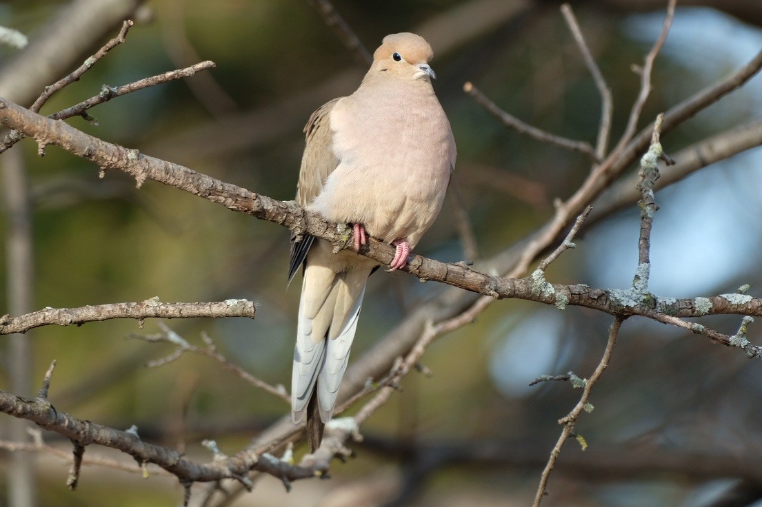 Mourning Dove - ML647324585