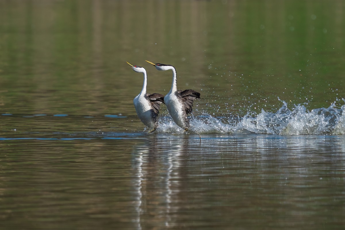 Western Grebe - ML647324587