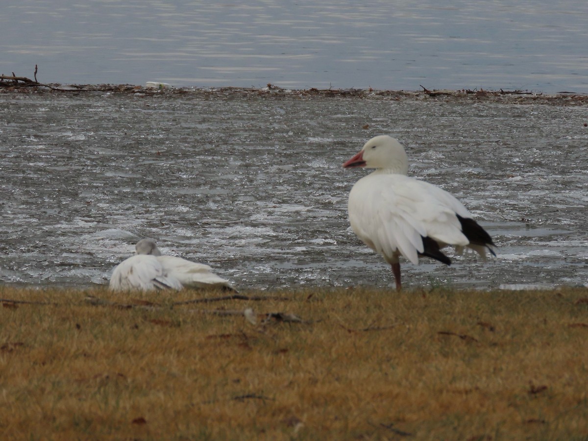 Snow Goose - ML647324589