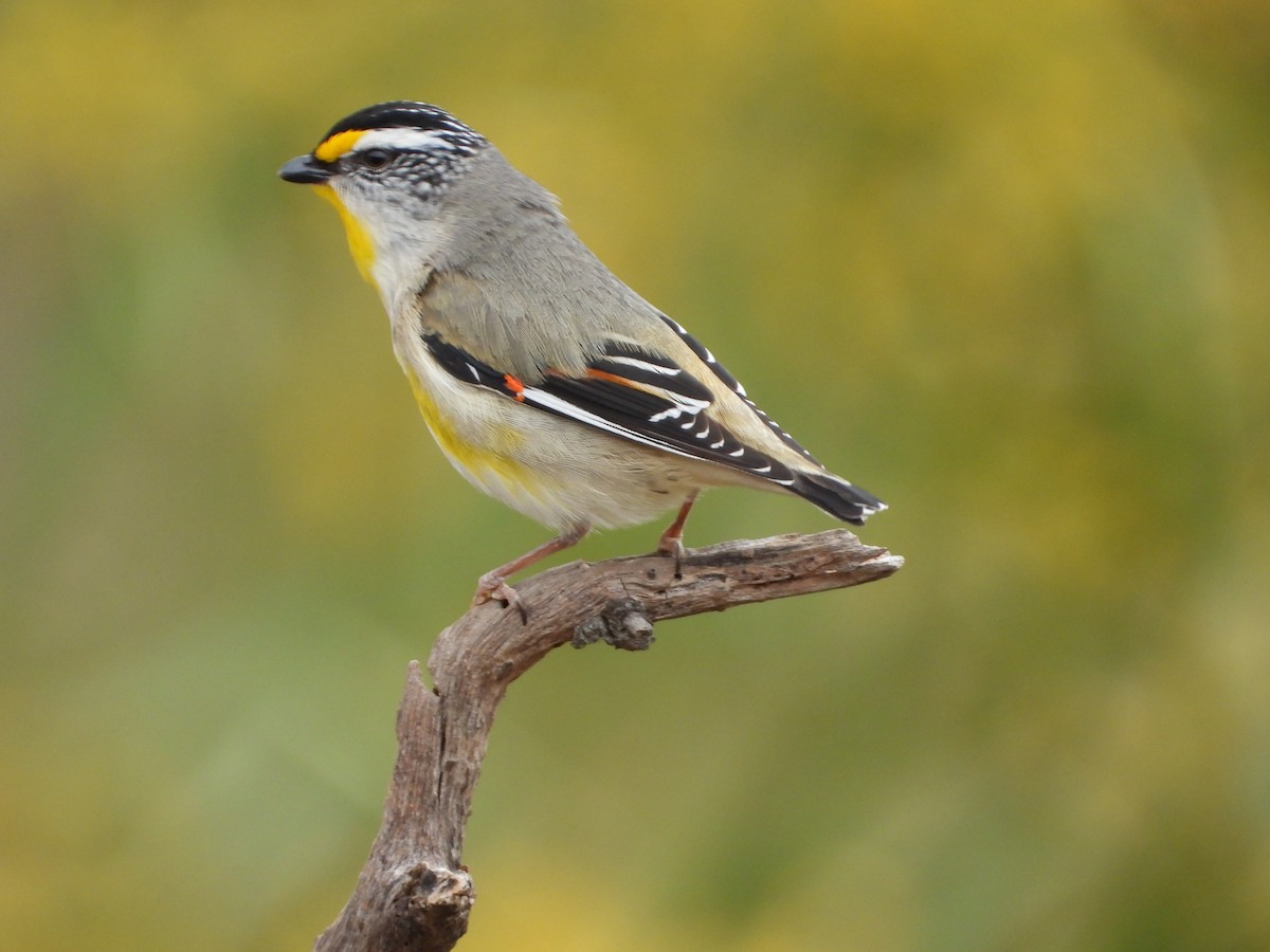 Striated Pardalote - ML647324593
