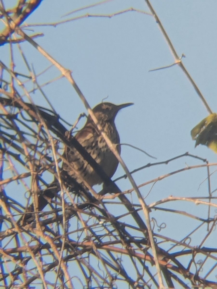 Brown Thrasher - ML647324595