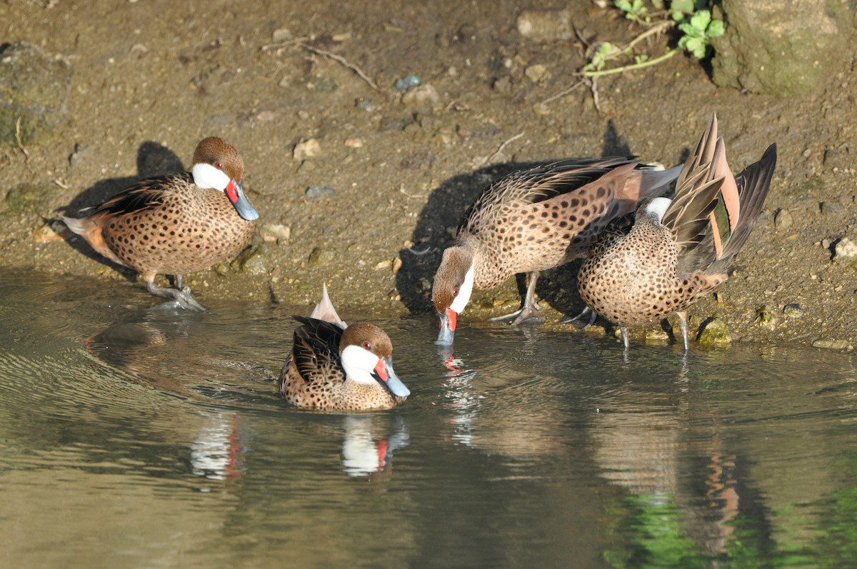 White-cheeked Pintail - ML647324603