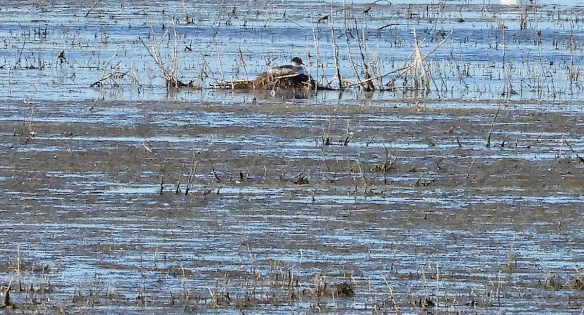 Silvery Grebe - ML647324624