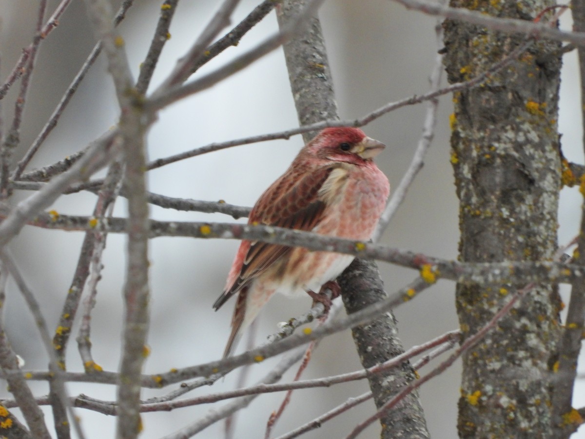 Purple Finch - ML647324625
