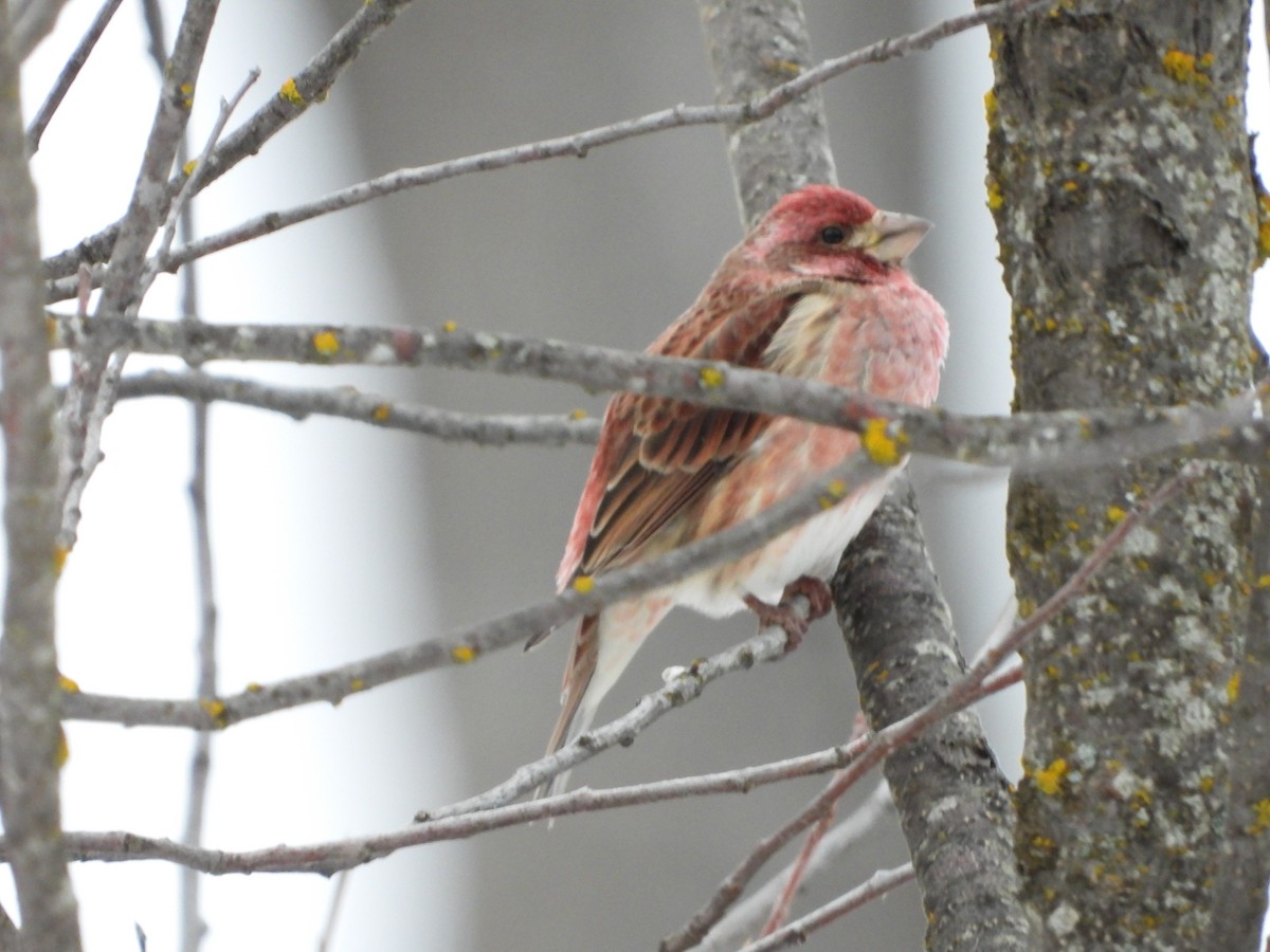 Purple Finch - ML647324632