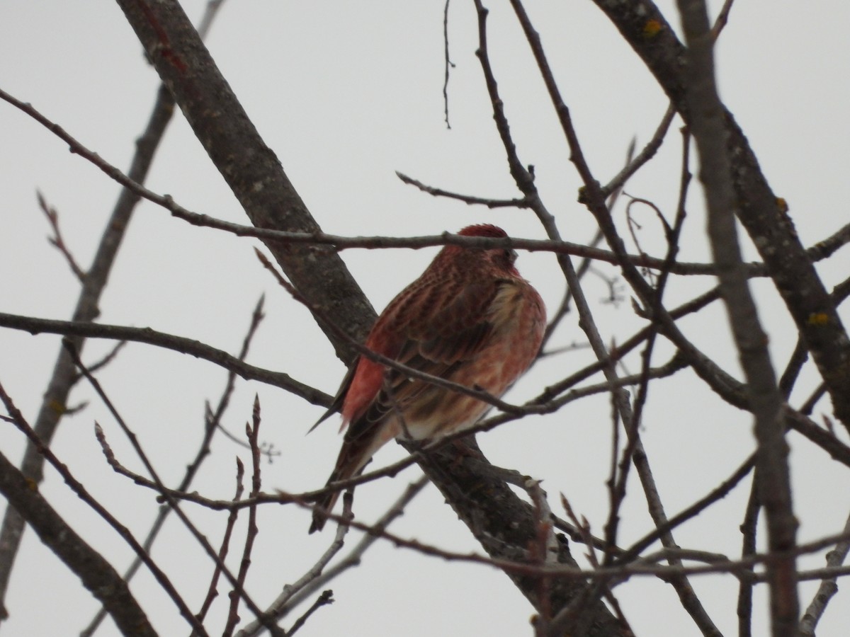 Purple Finch - ML647324641