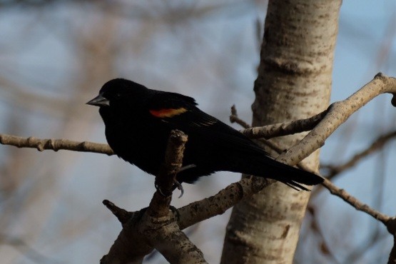 Red-winged Blackbird - ML647324650