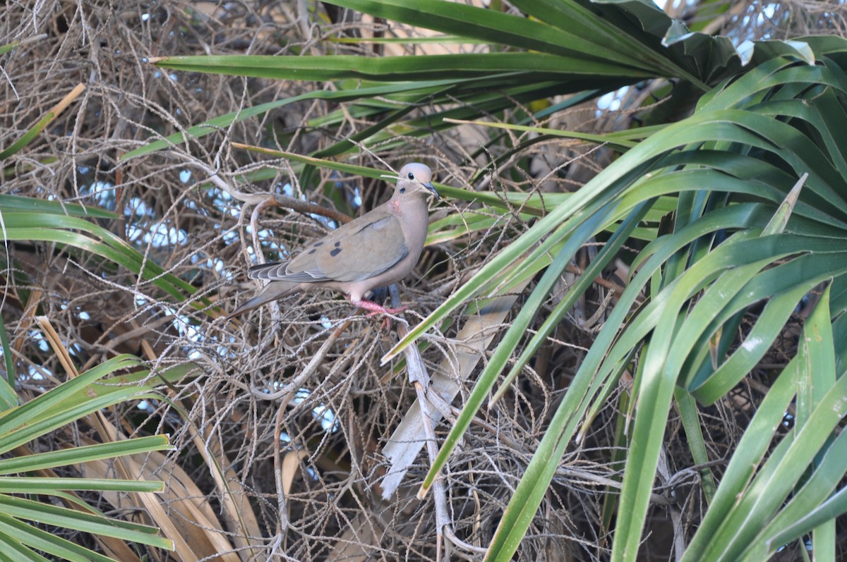 Eared Dove - ML647324656