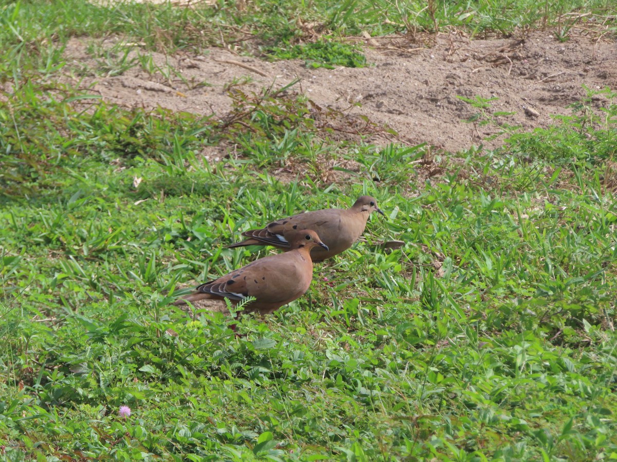 Zenaida Dove - ML647324657