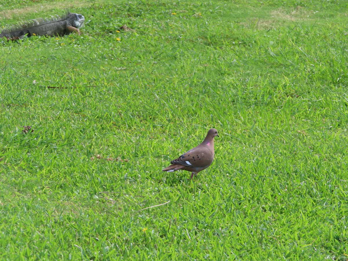 Zenaida Dove - ML647324658