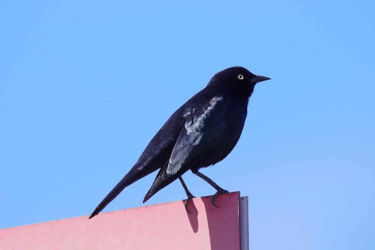 Brewer Karatavuğu - ML647324669