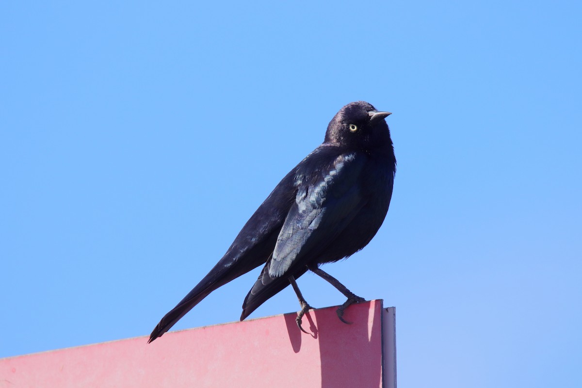 Brewer Karatavuğu - ML647324673