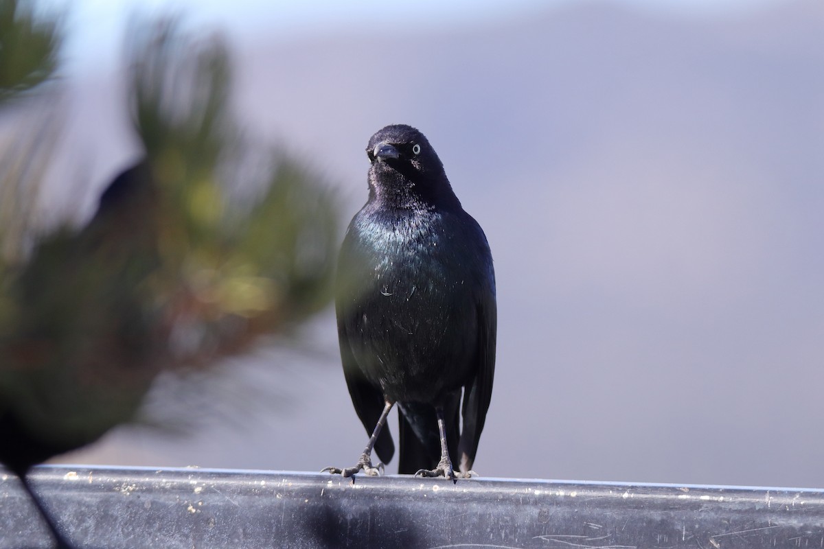 Brewer Karatavuğu - ML647324675