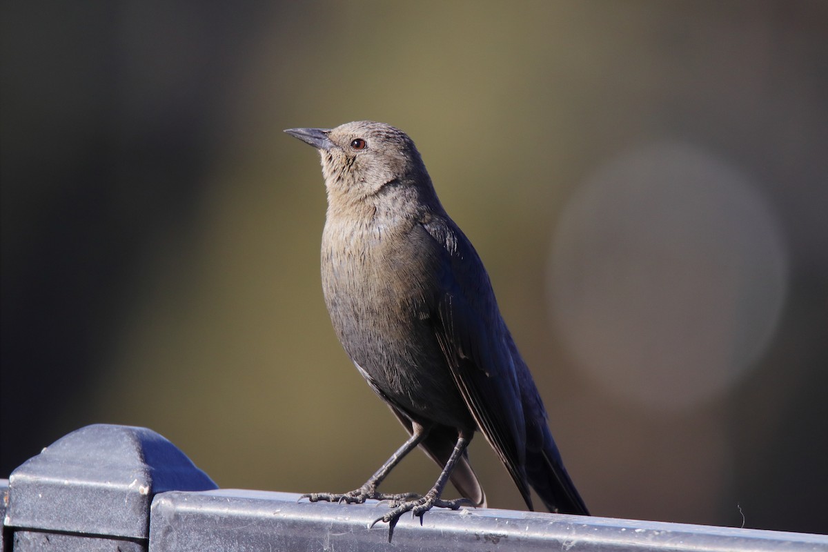 Brewer Karatavuğu - ML647324680