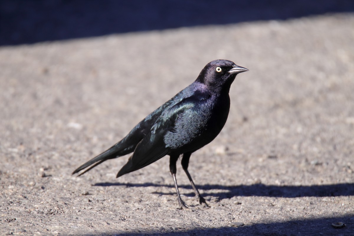 Brewer Karatavuğu - ML647324688