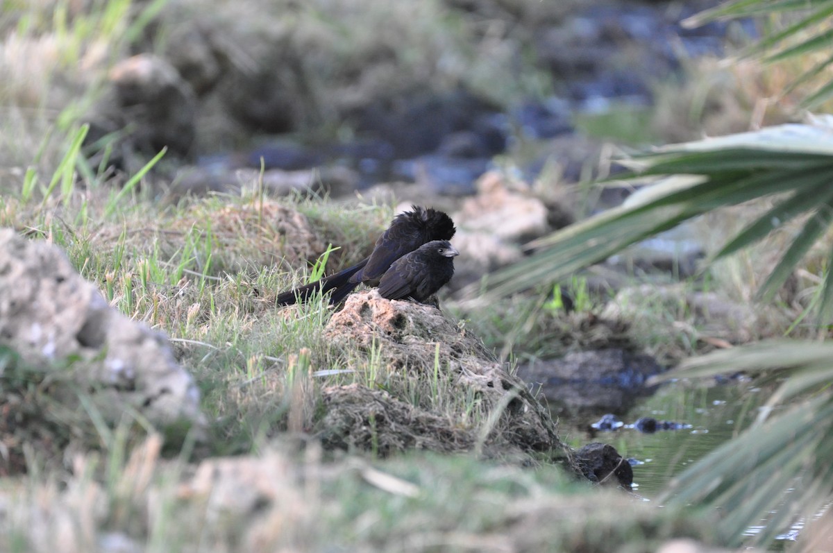 Groove-billed Ani - ML647324691