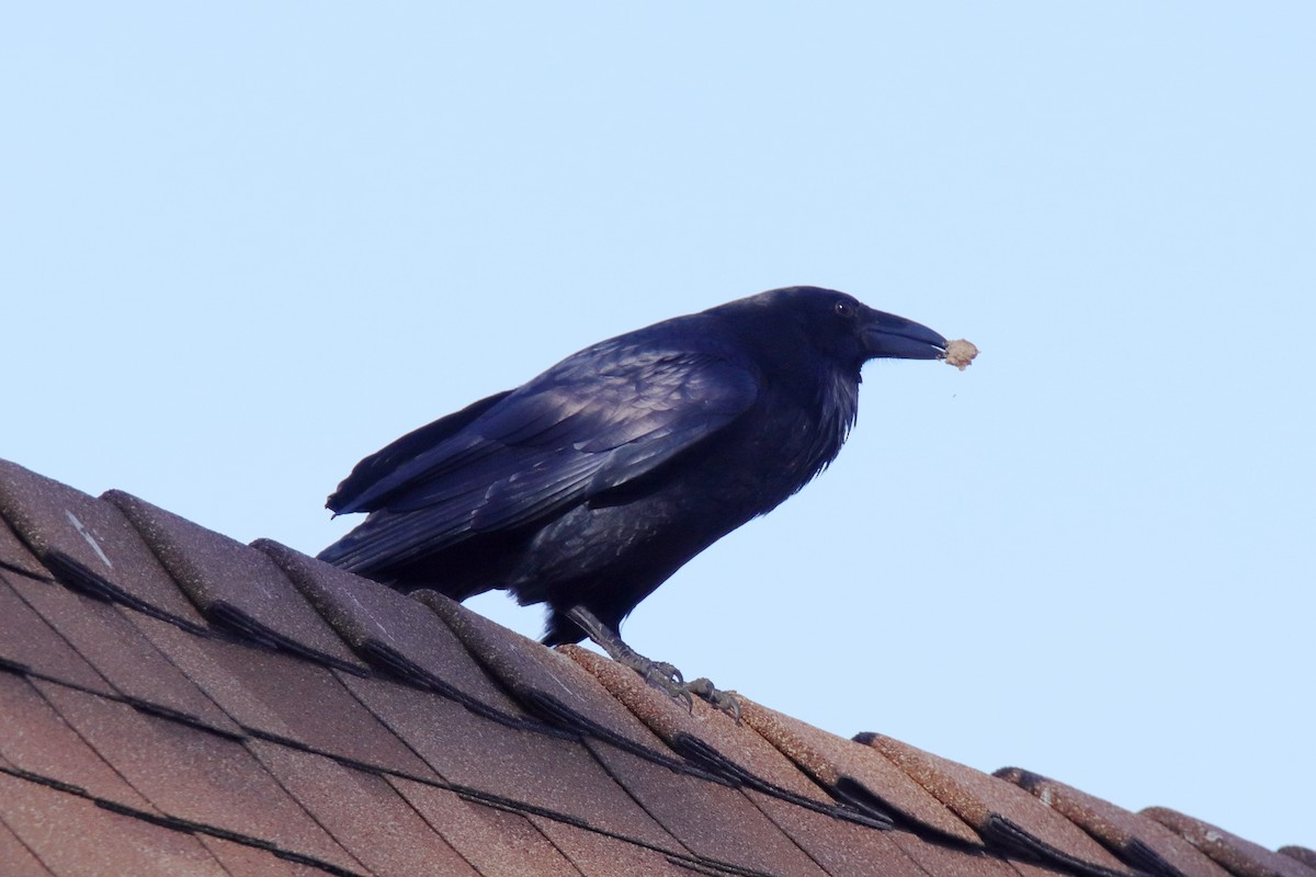 Common Raven - ML647324697