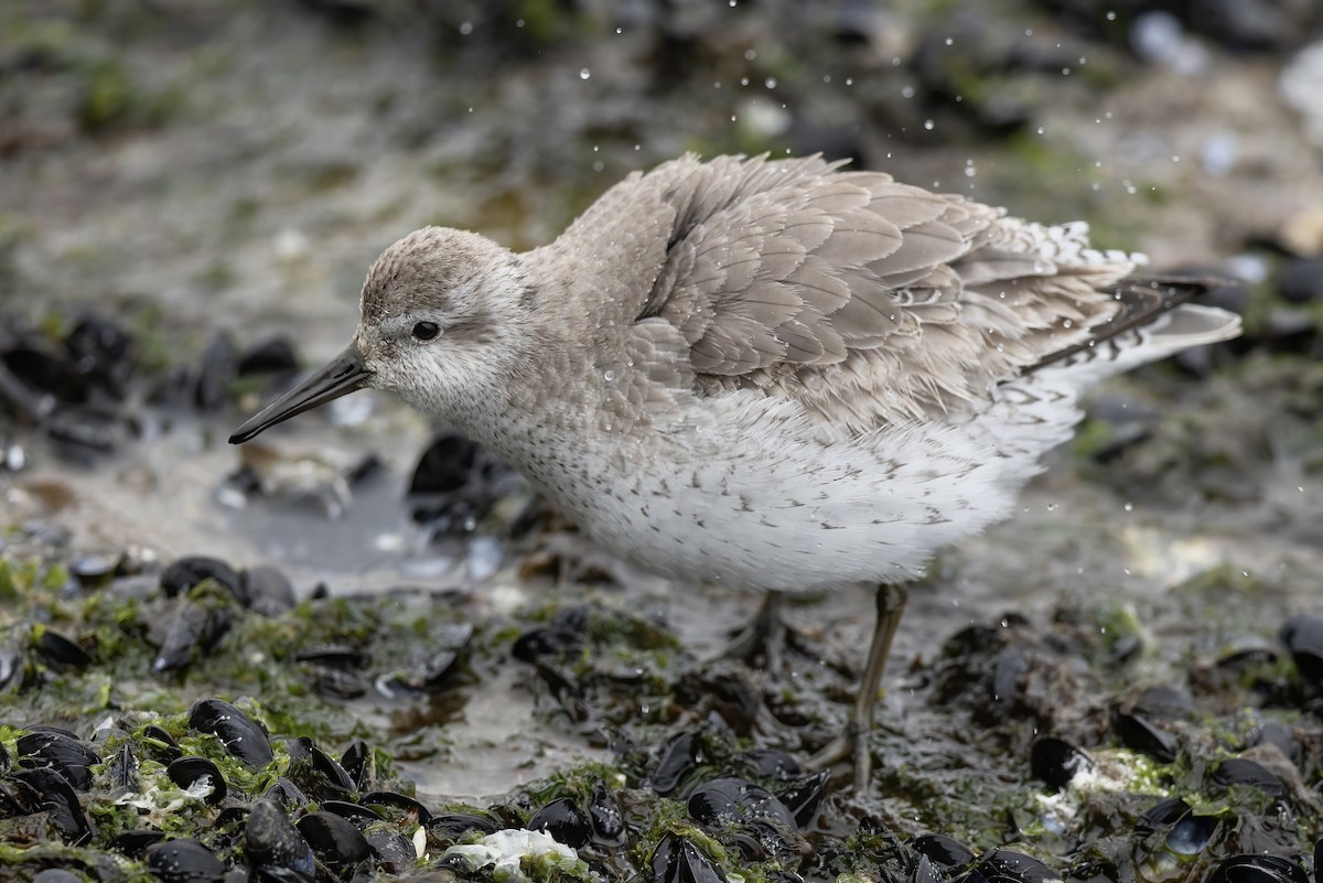 Исландский песочник - ML647324716