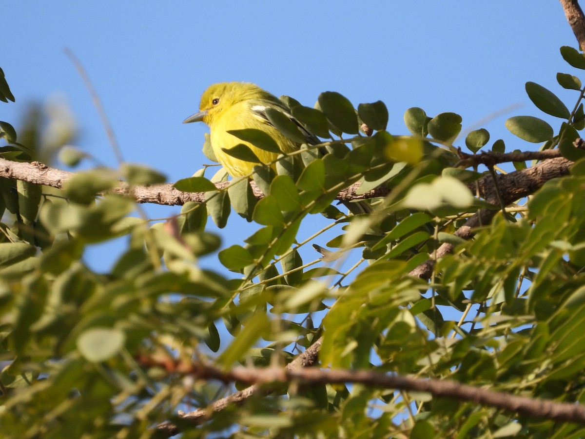 Common Iora - ML647324722