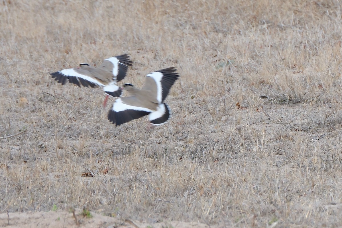 Crowned Lapwing - ML647324726