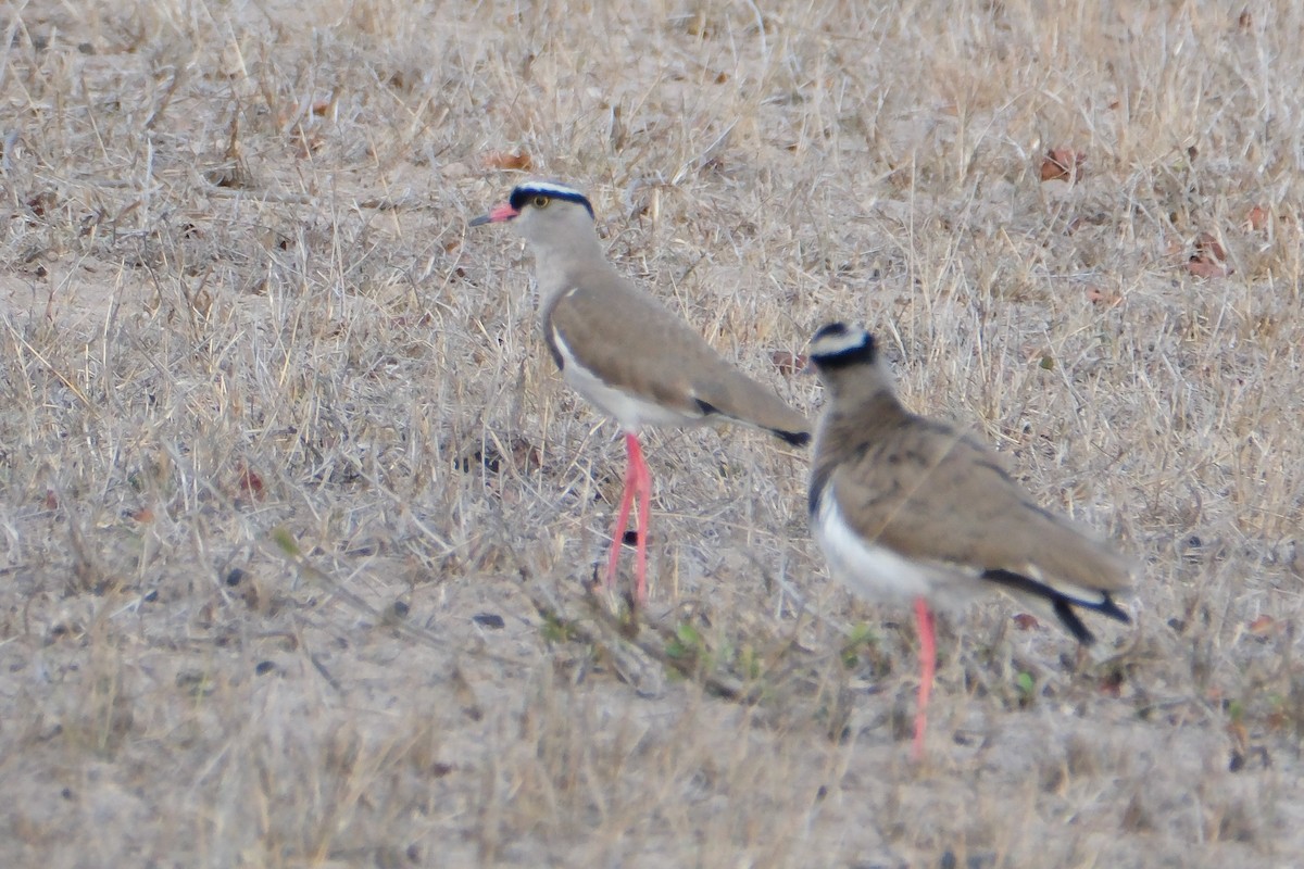 Crowned Lapwing - ML647324727
