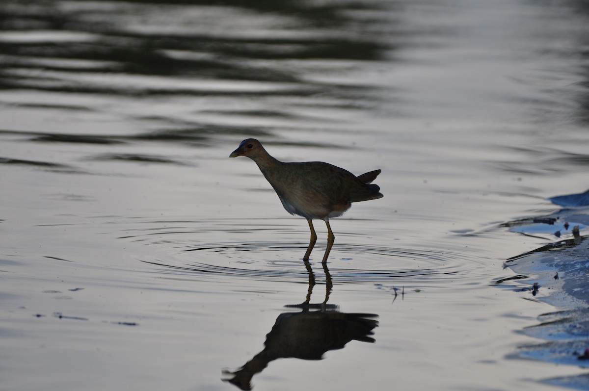 Purple Gallinule - ML647324732