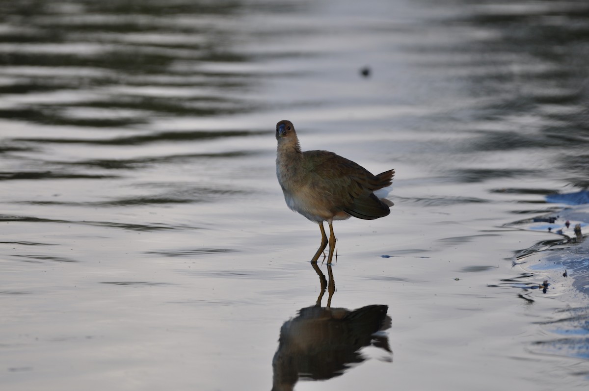 Purple Gallinule - ML647324733