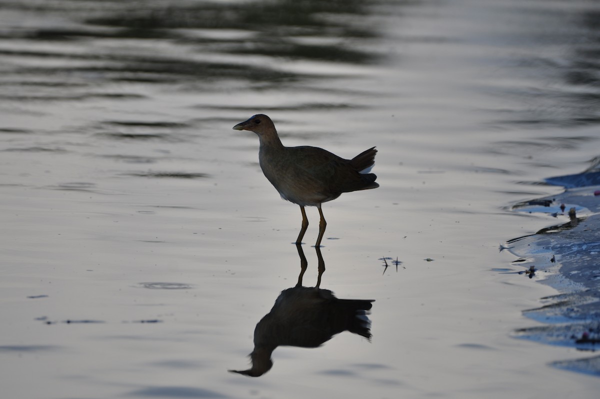 Purple Gallinule - ML647324734